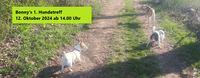 Bonny's 2. Hundetreff - 16. November 2024 ab 14.00 Uhr